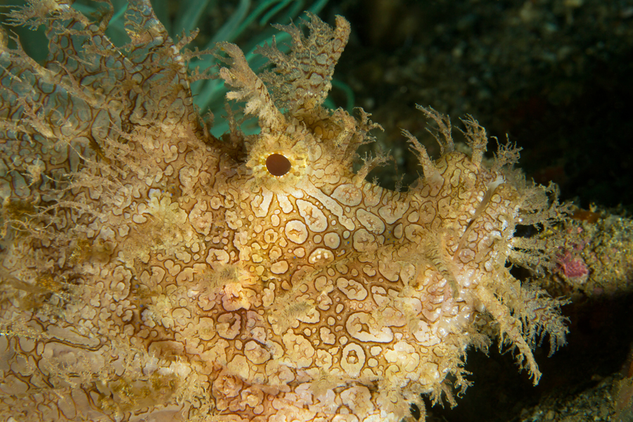 rajaampat_31