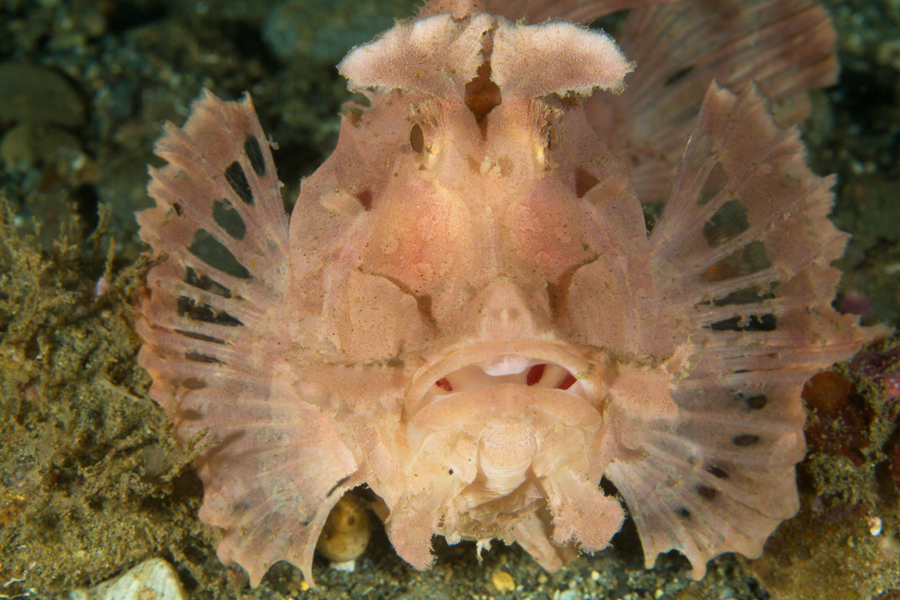 rajaampat_32