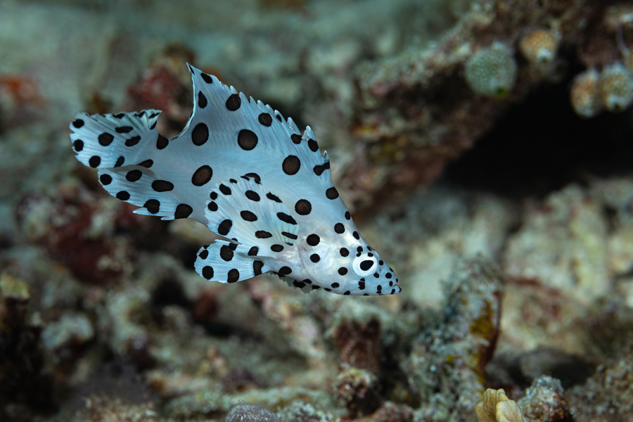 rajaampat_34
