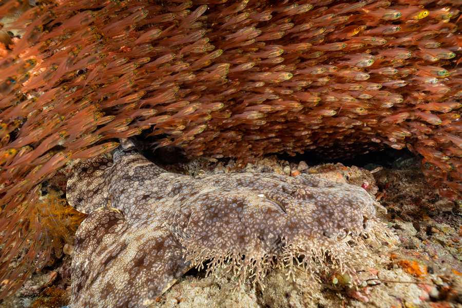 rajaampat_35