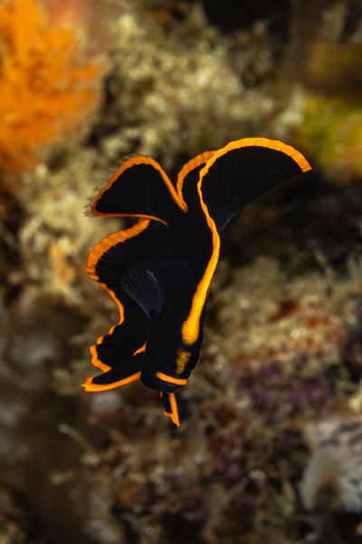RAJA AMPAT