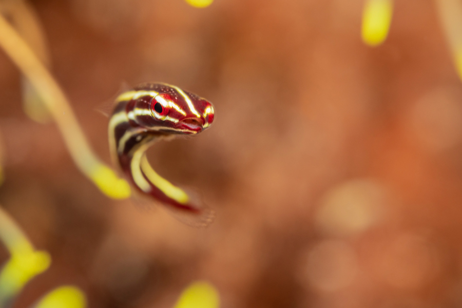 rajaampat_37