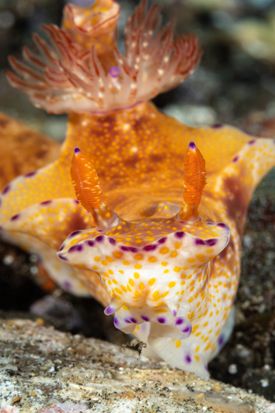 rajaampat_38