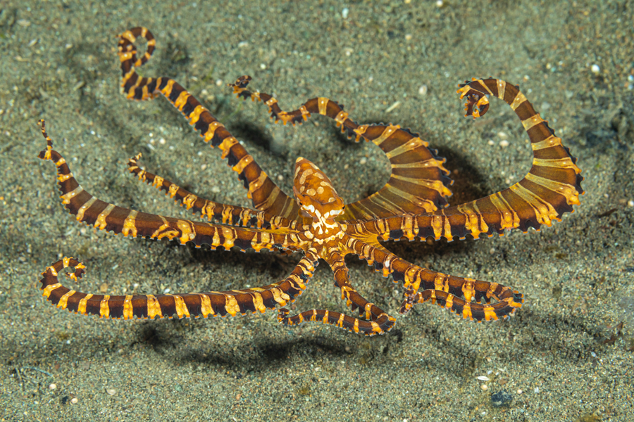 rajaampat_39