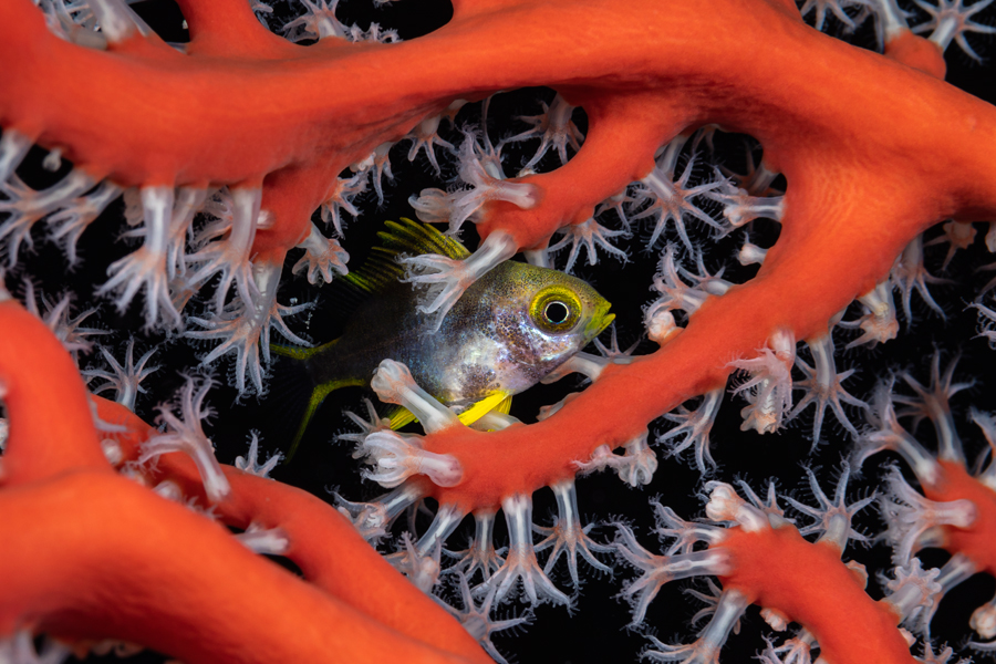 rajaampat_40