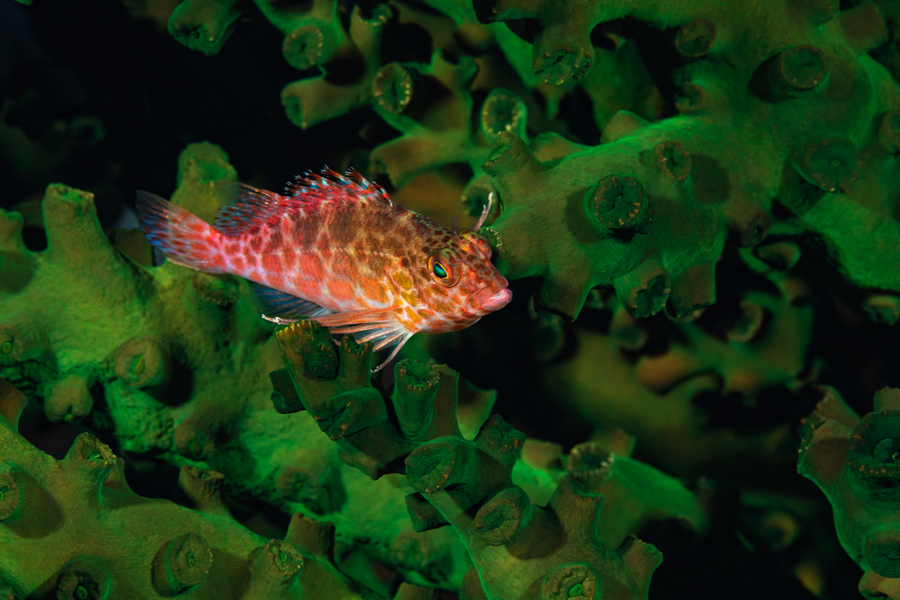 rajaampat_42