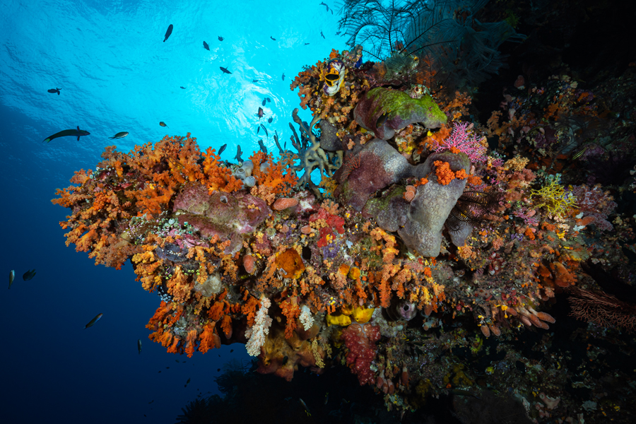 rajaampat_43
