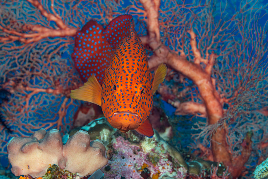 rajaampat_44