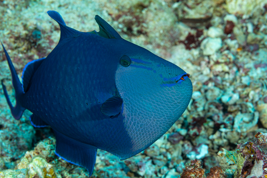 rajaampat_45