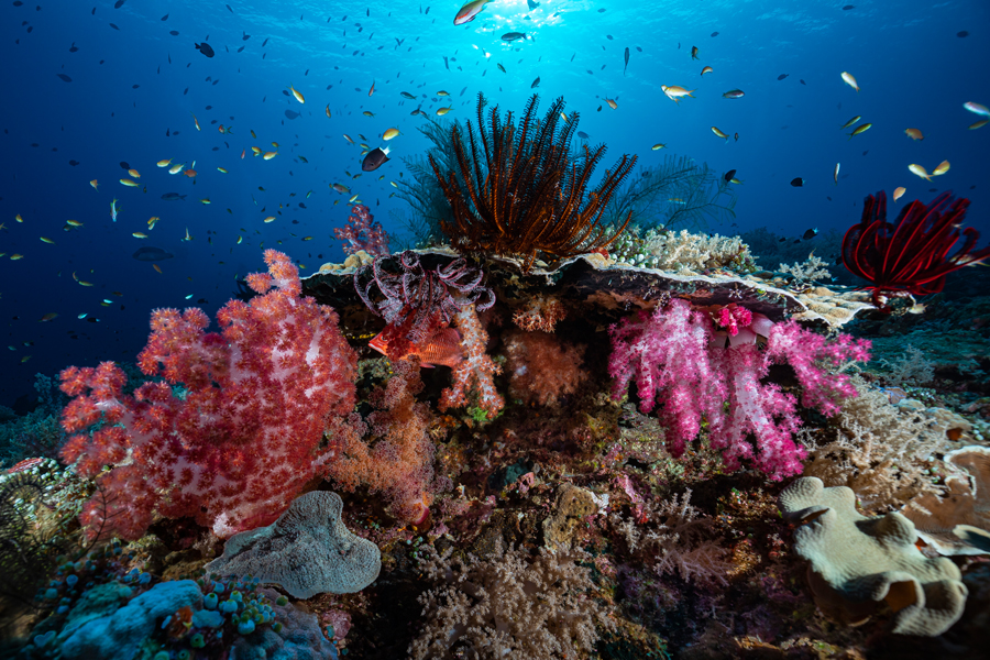 rajaampat_46