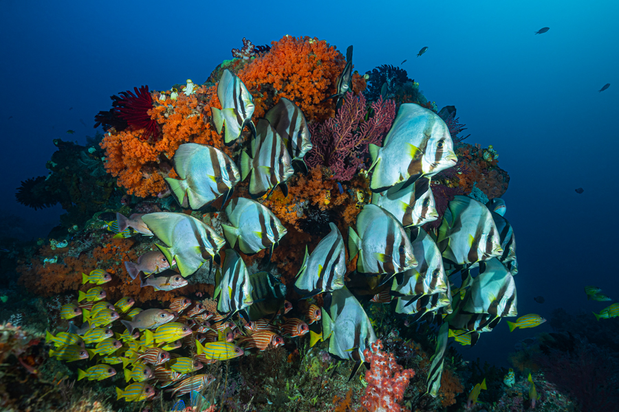 rajaampat_48