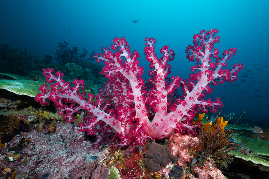 rajaampat_50