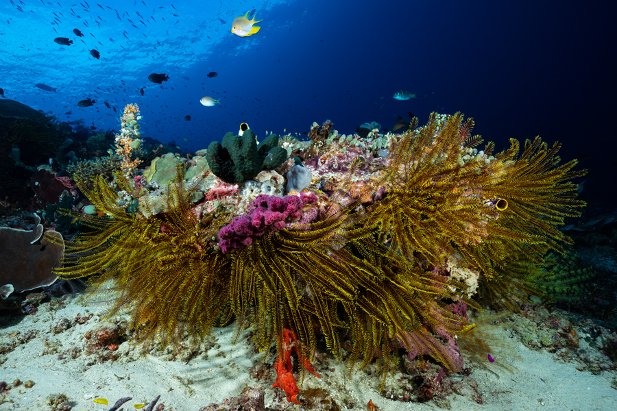 rajaampat_51