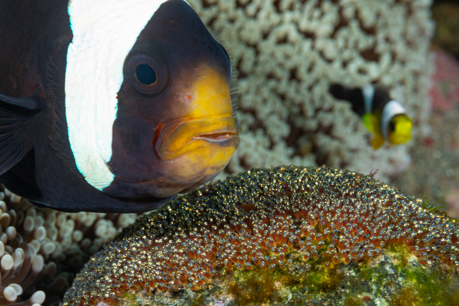 rajaampat_52