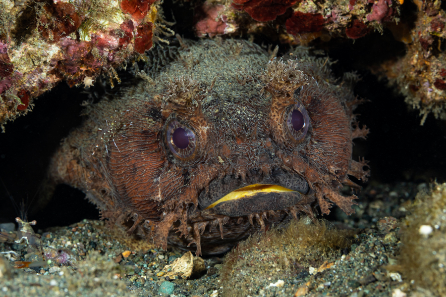 rajaampat_54