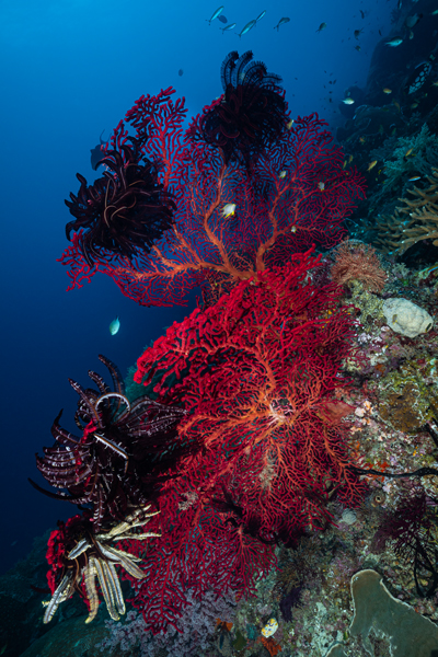 rajaampat_55