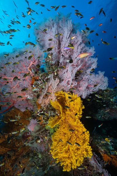 rajaampat_56