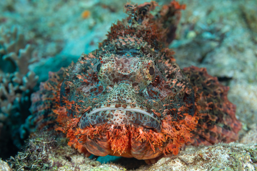 rajaampat_57