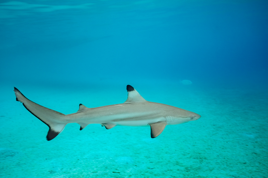 rajaampat_58