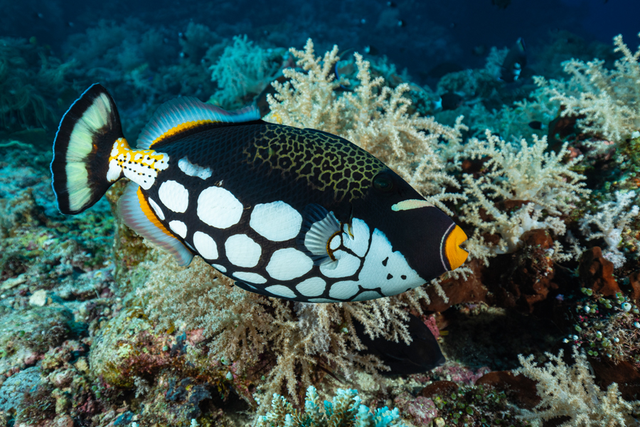 rajaampat_59