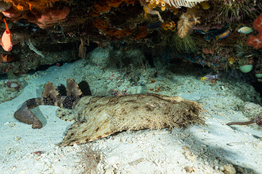 rajaampat_60