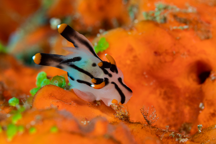 rajaampat_61