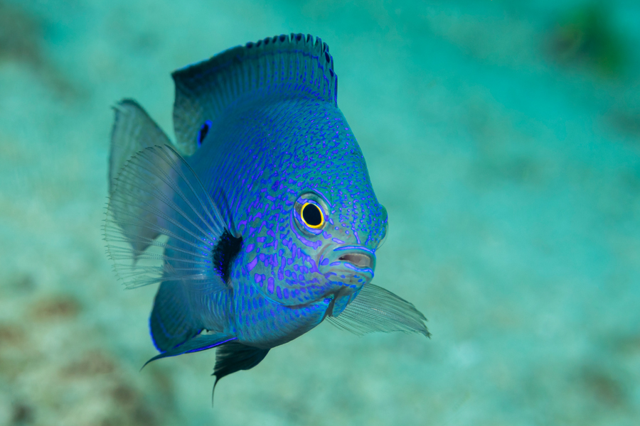 rajaampat_62