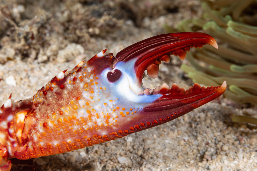 rajaampat_63