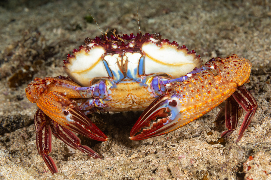 rajaampat_64