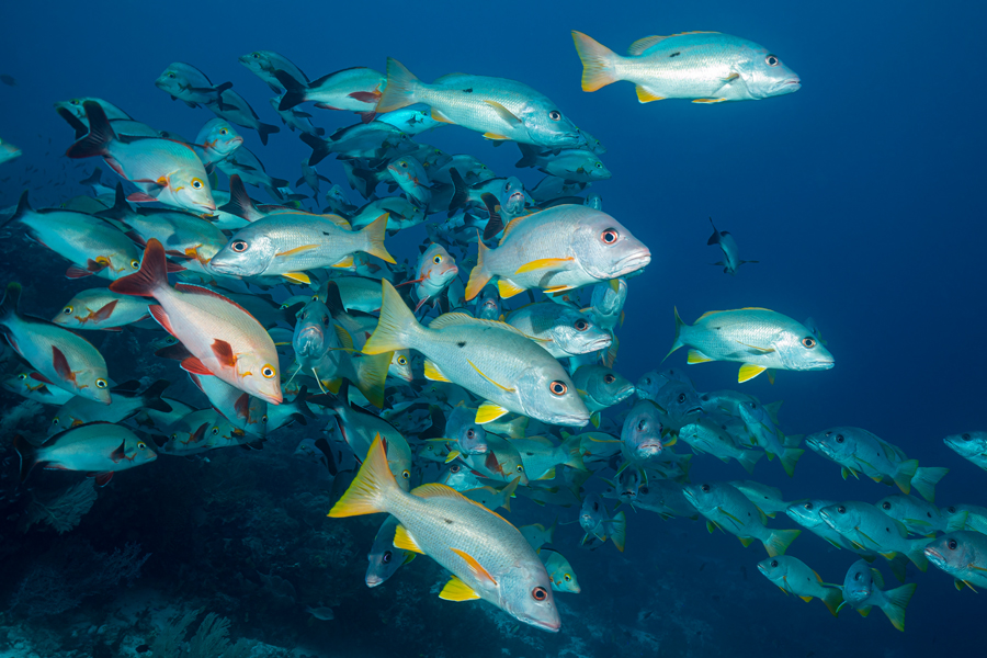 rajaampat_65