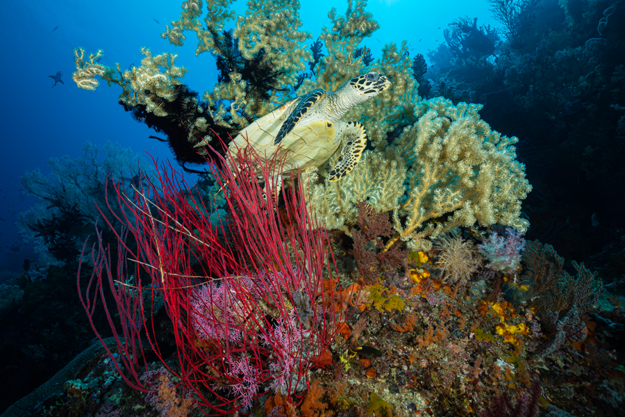 rajaampat_66