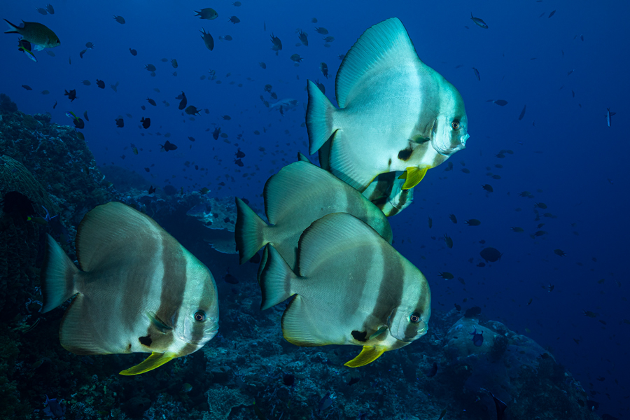 rajaampat_67