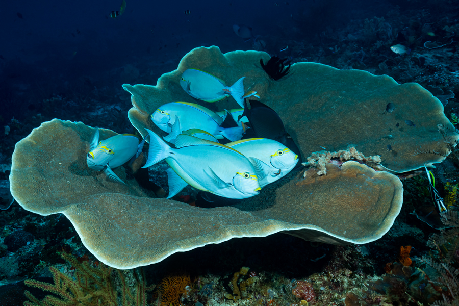 rajaampat_68