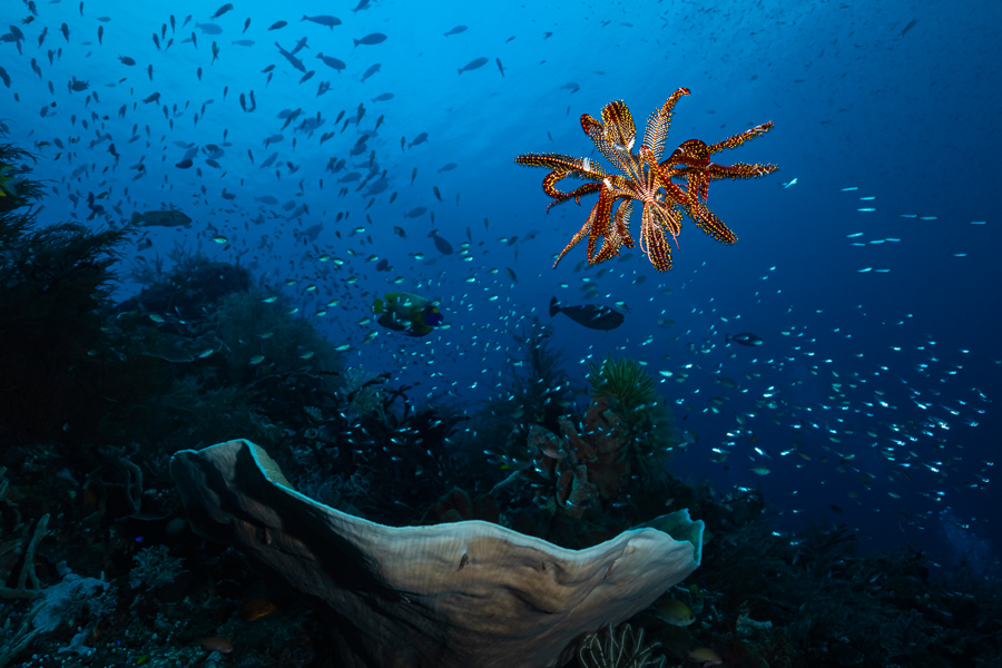 rajaampat_69