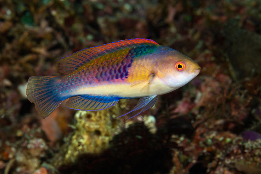 rajaampat_70