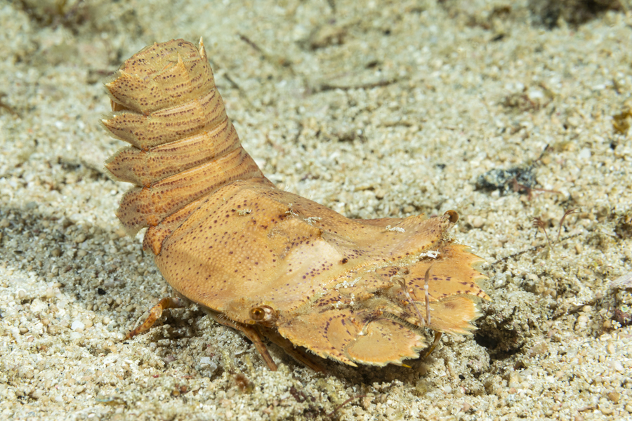 rajaampat_72