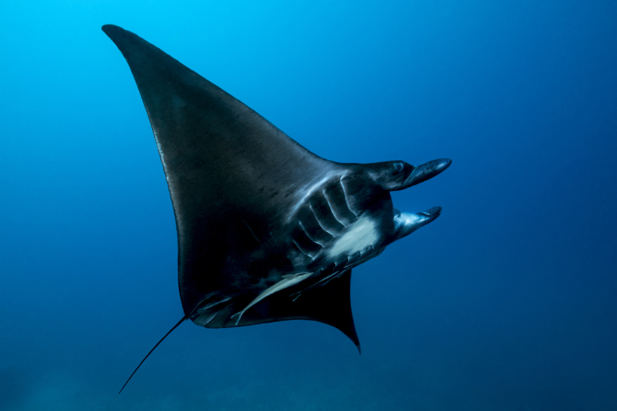 rajaampat_74