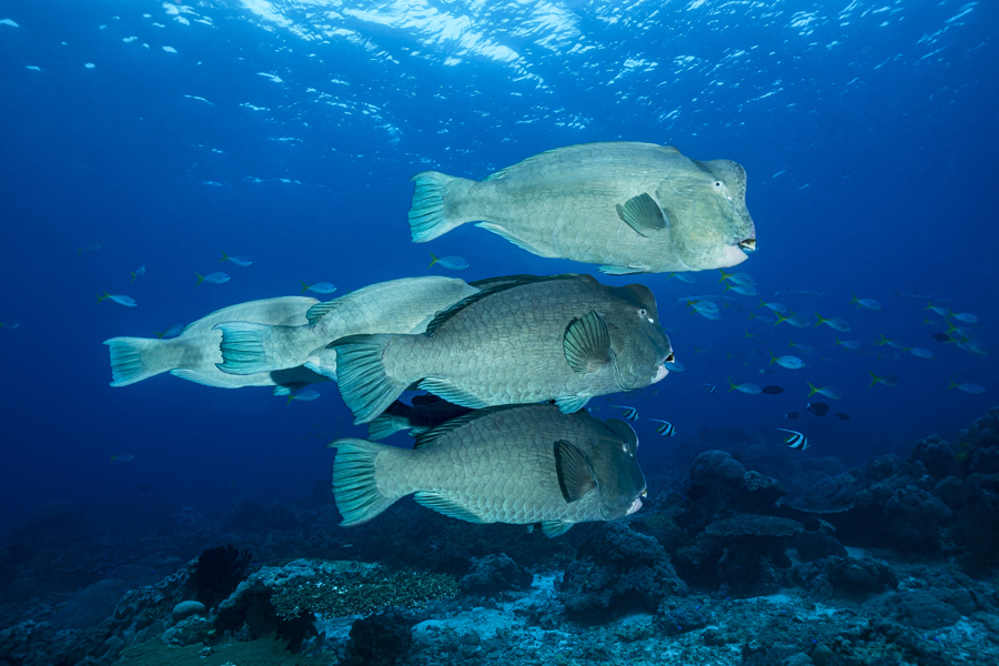 rajaampat_75
