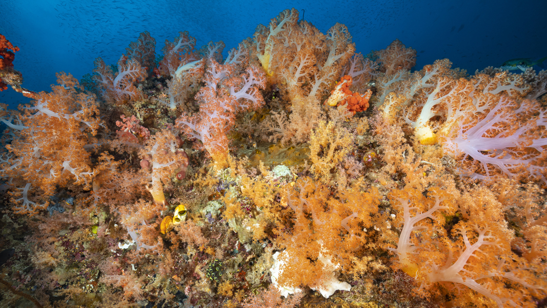 rajaampat_76