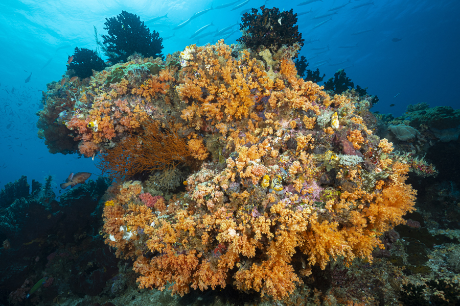 rajaampat_77