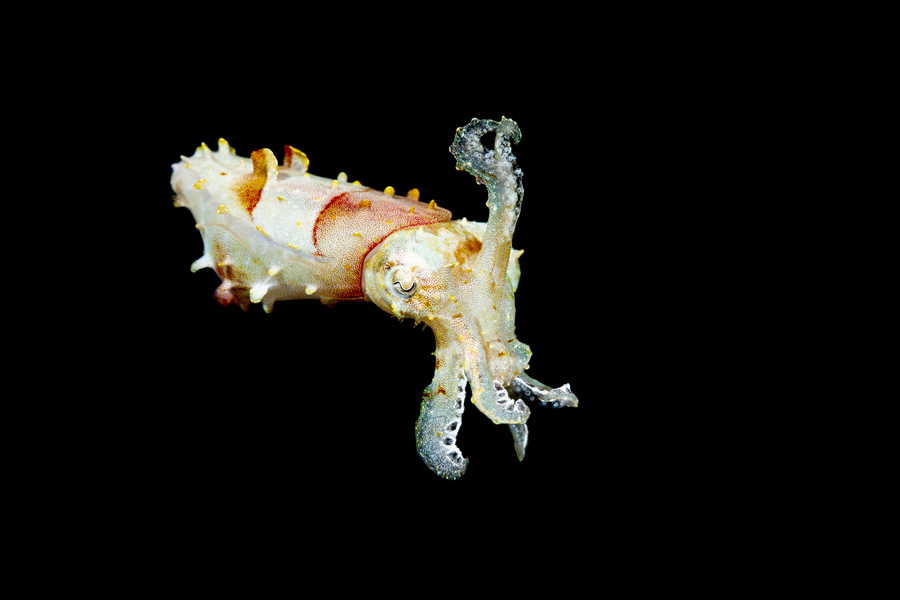 rajaampat_78