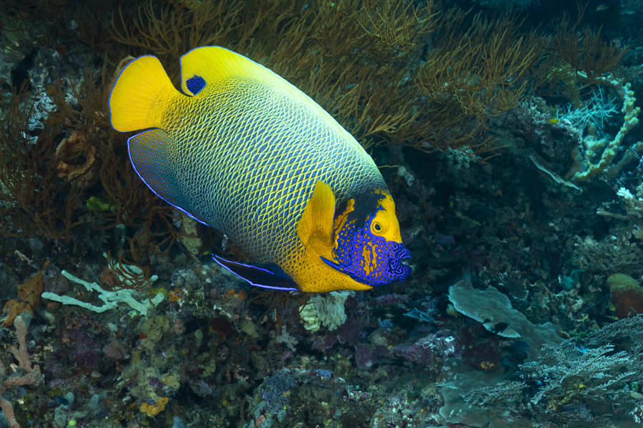rajaampat_79