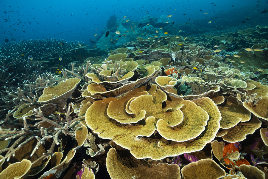 rajaampat_80
