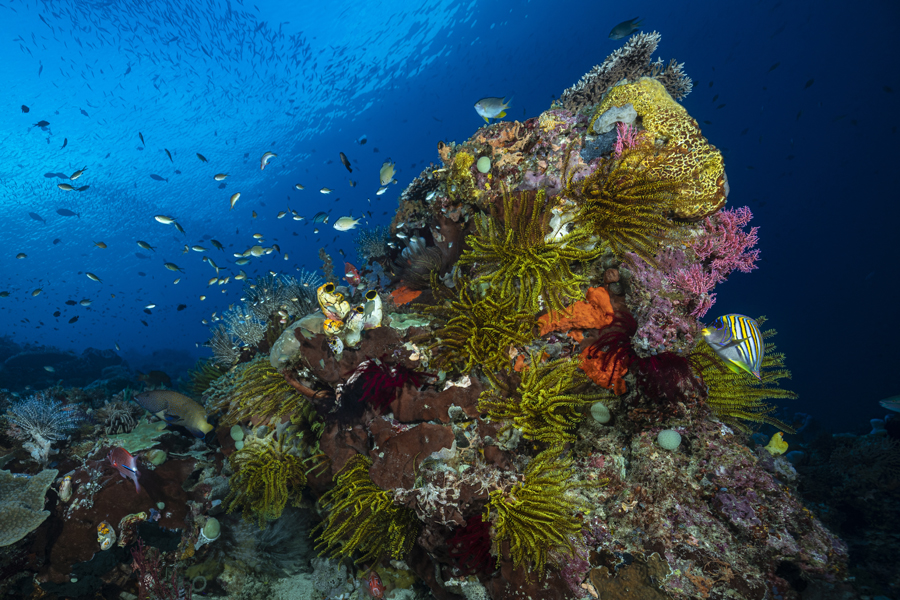 rajaampat_81
