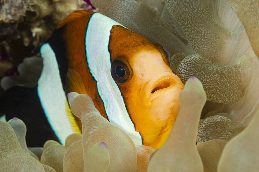 rajaampat_82