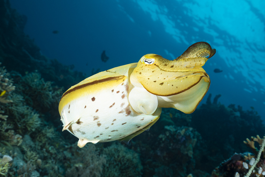 rajaampat_83
