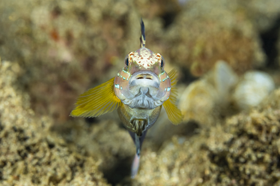 rajaampat_85
