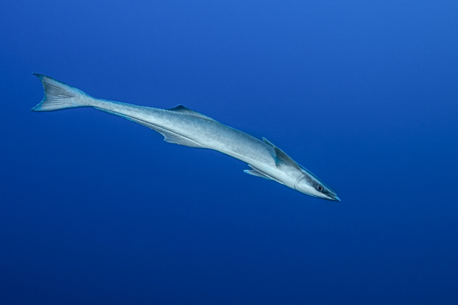 rajaampat_86