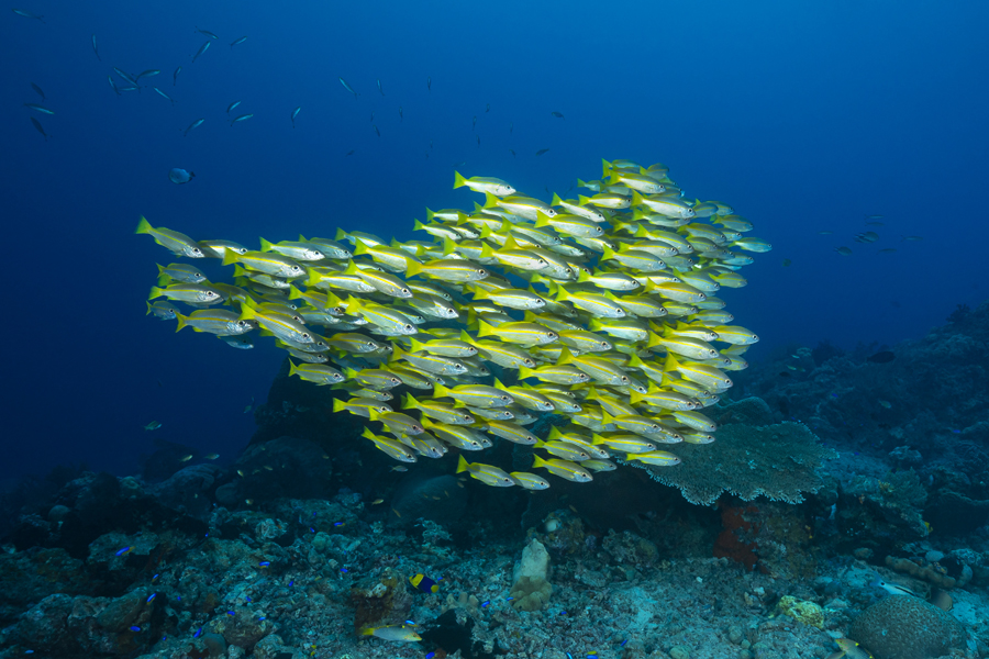 rajaampat_87