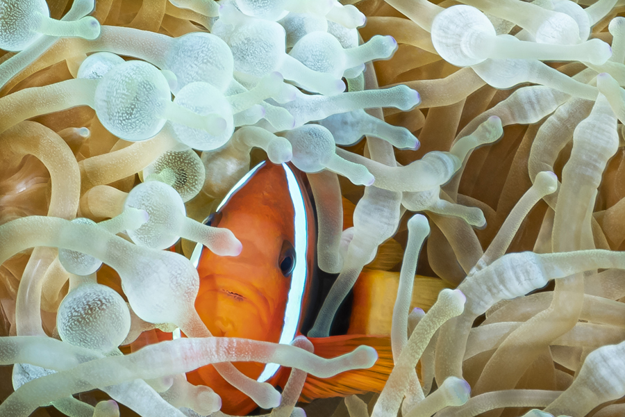 rajaampat_90